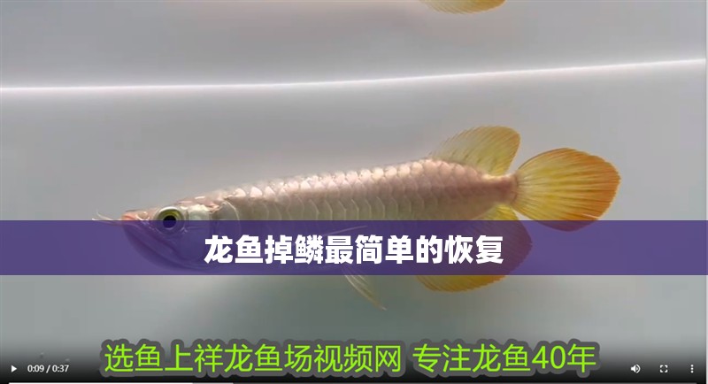 龍魚掉鱗最簡單的恢復