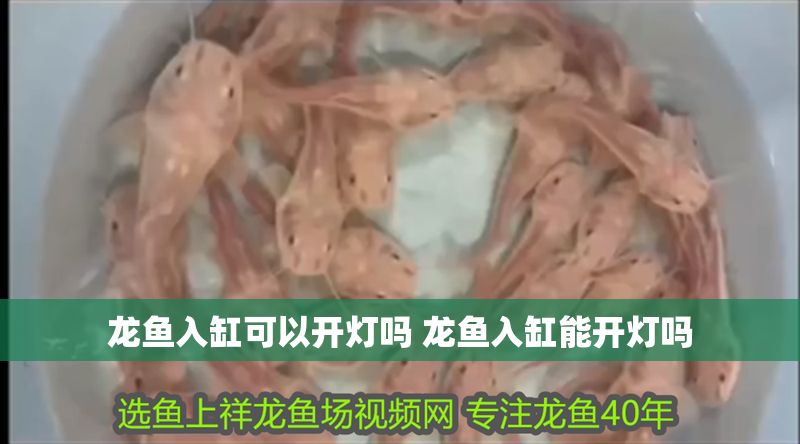 龍魚入缸可以開燈嗎 龍魚入缸能開燈嗎