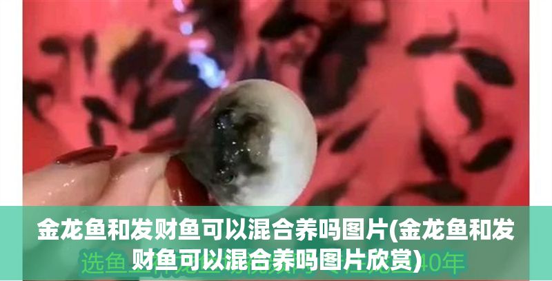 金龍魚和發財魚可以混合養嗎圖片(金龍魚和發財魚可以混合養嗎圖片欣賞)