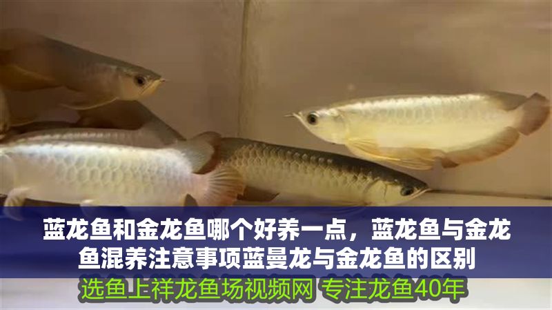 藍(lán)龍魚和金龍魚哪個(gè)好養(yǎng)一點(diǎn)，藍(lán)龍魚與金龍魚混養(yǎng)注意事項(xiàng)藍(lán)曼龍與金龍魚的區(qū)別