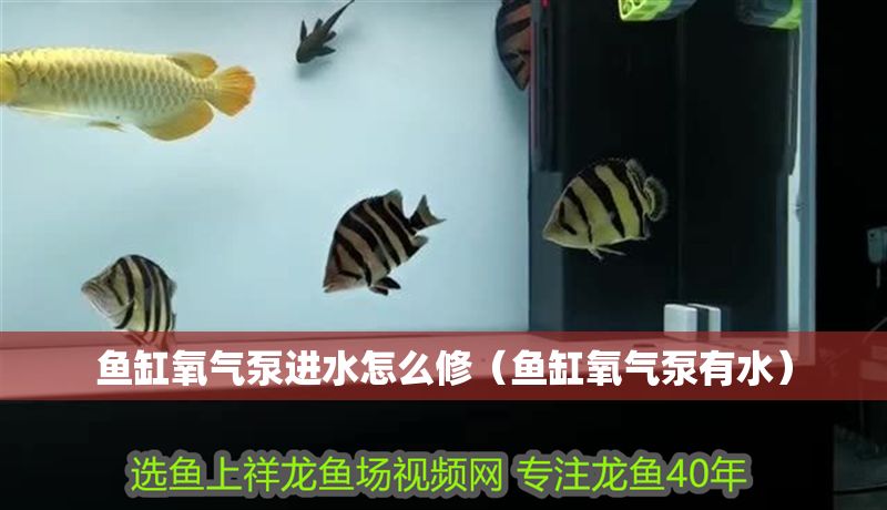 魚缸氧氣泵進水怎么修（魚缸氧氣泵有水）