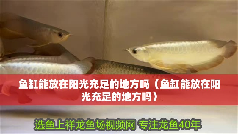 魚缸能放在陽光充足的地方嗎（魚缸能放在陽光充足的地方嗎）