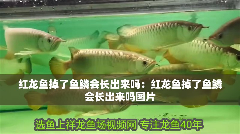 紅龍魚掉了魚鱗會長出來嗎：紅龍魚掉了魚鱗會長出來嗎圖片