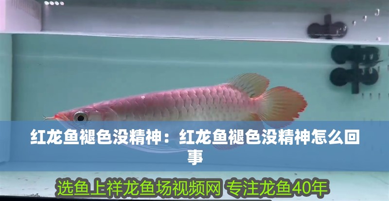 紅龍魚(yú)褪色沒(méi)精神：紅龍魚(yú)褪色沒(méi)精神怎么回事