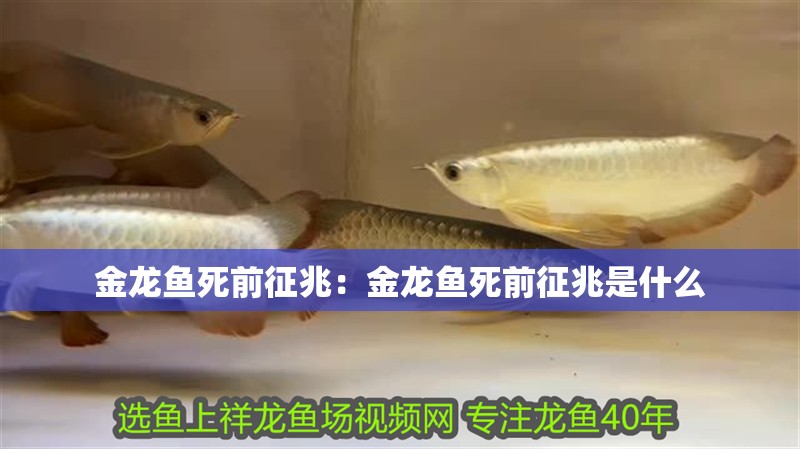 金龍魚(yú)死前征兆：金龍魚(yú)死前征兆是什么