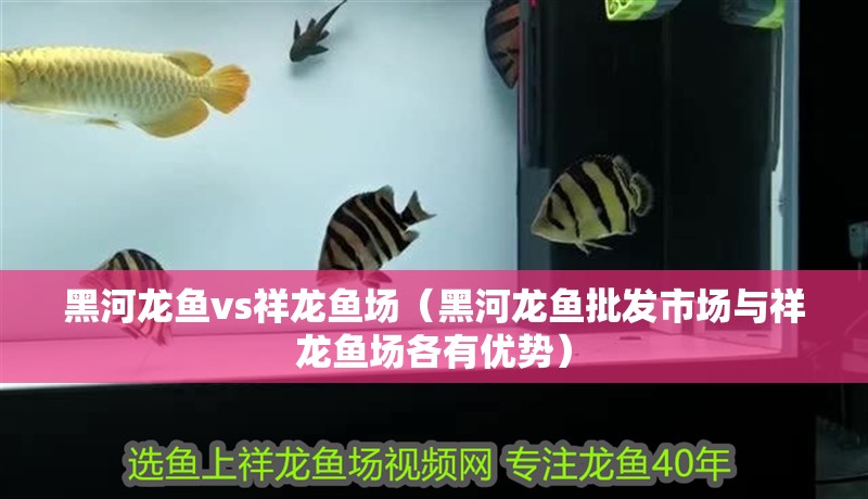 黑河龍魚vs祥龍魚場(黑河龍魚批發市場與祥龍魚場各有優勢) 全國水族館企業名錄 第1張 黑河龍魚vs祥龍魚場(黑河龍魚批發市場與祥龍魚場各有優勢) 黑河龍魚vs祥龍魚場(黑河龍魚批發市場與祥龍魚場各有優勢) 全國水族館企業名錄 第1張