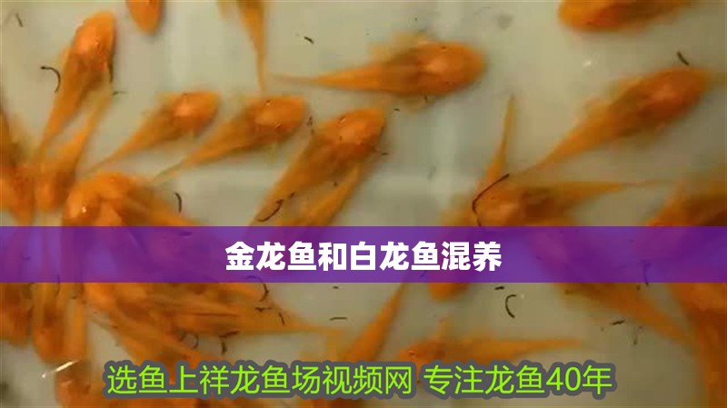 金龍魚和白龍魚混養(yǎng)