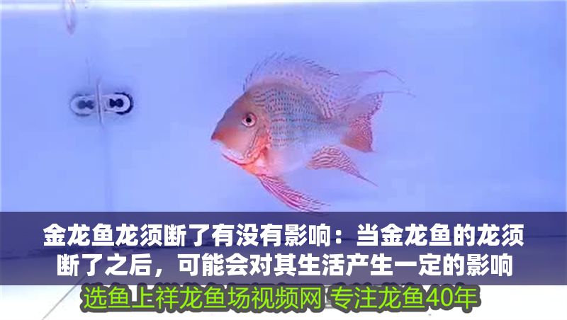 金龍魚龍須斷了有沒有影響：當金龍魚的龍須斷了之后，可能會對其生活產生一定的影響