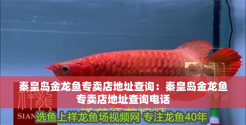 秦皇島金龍魚專賣店地址查詢：秦皇島金龍魚專賣店地址查詢電話