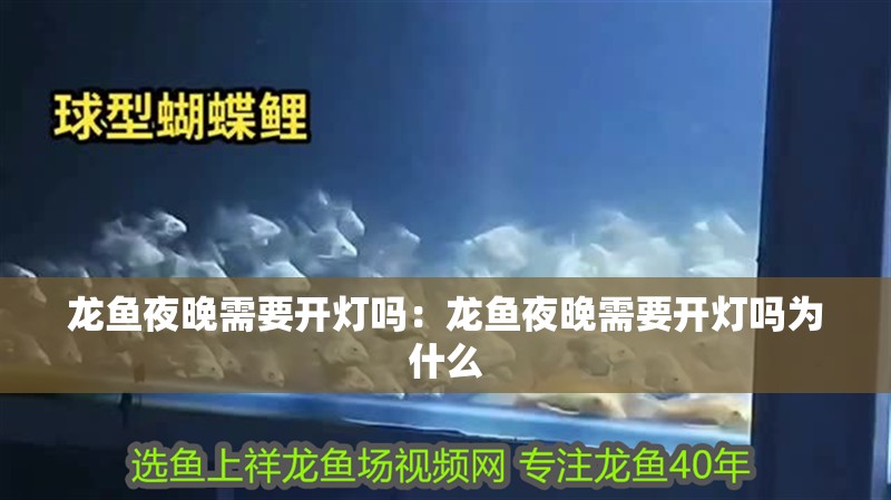 龍魚夜晚需要開燈嗎：龍魚夜晚需要開燈嗎為什么