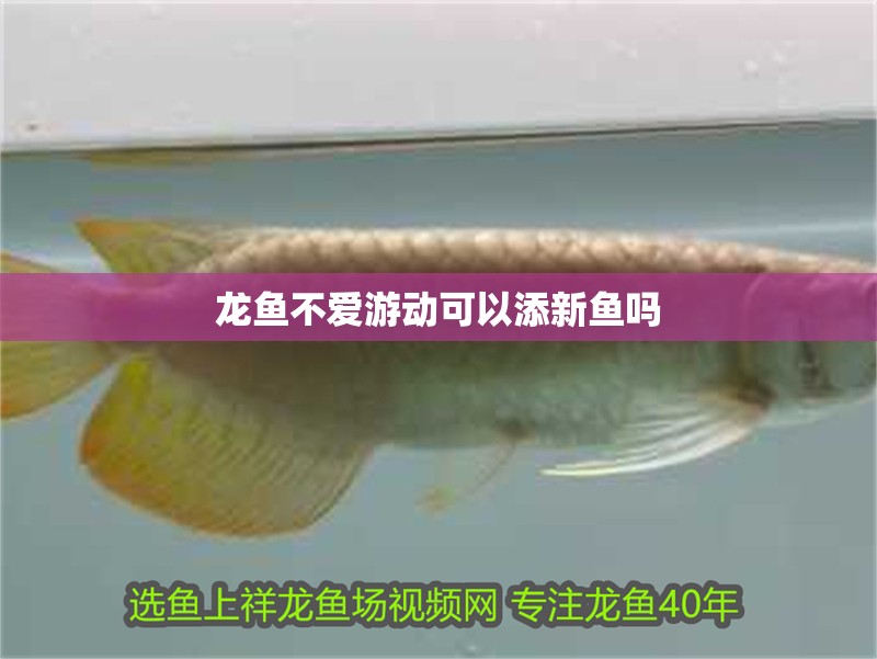 龍魚不愛游動可以添新魚嗎