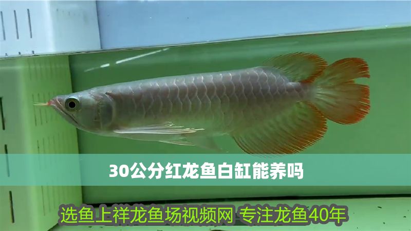 30公分紅龍魚白缸能養(yǎng)嗎