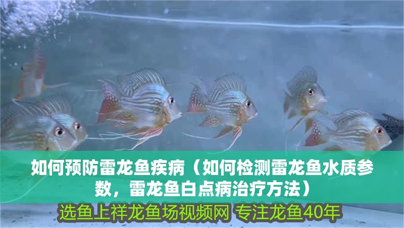 如何預(yù)防雷龍魚疾病（如何檢測雷龍魚水質(zhì)參數(shù)，雷龍魚白點(diǎn)病治療方法）