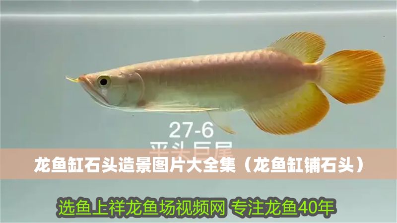 龍魚缸石頭造景圖片大全集（龍魚缸鋪石頭）