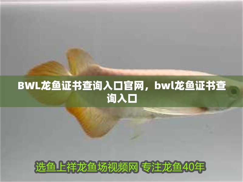 BWL龍魚證書查詢入口官網，bwl龍魚證書查詢入口