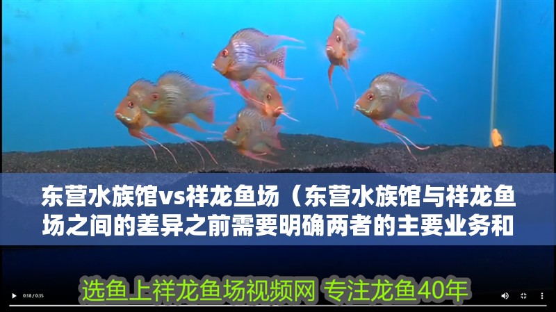 東營水族館vs祥龍魚場（東營水族館與祥龍魚場之間的差異之前需要明確兩者的主要業務和特點）