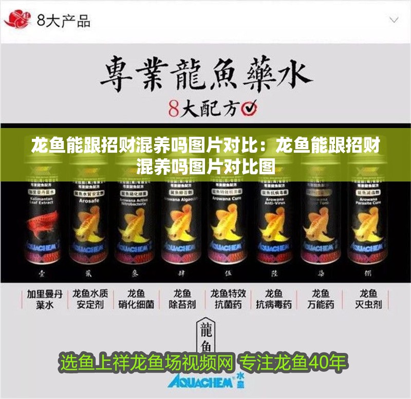 龍魚能跟招財混養(yǎng)嗎圖片對比：龍魚能跟招財混養(yǎng)嗎圖片對比圖