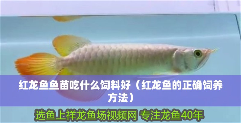 紅龍魚魚苗吃什么飼料好（紅龍魚的正確飼養方法）
