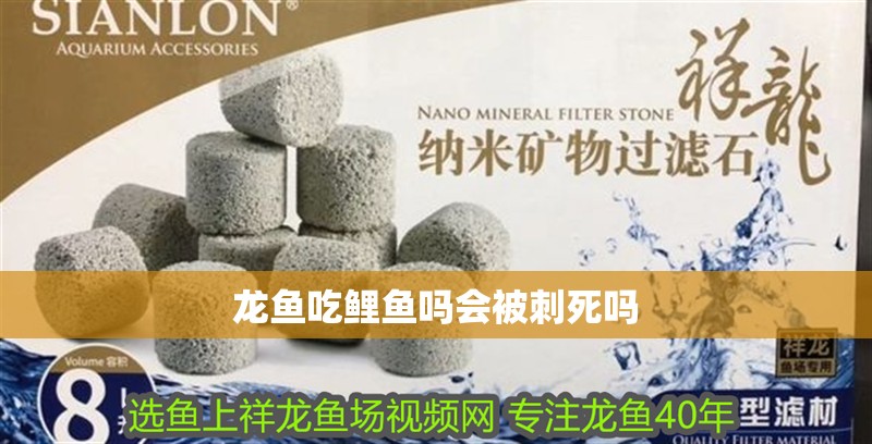 龍魚吃鯉魚嗎會被刺死嗎