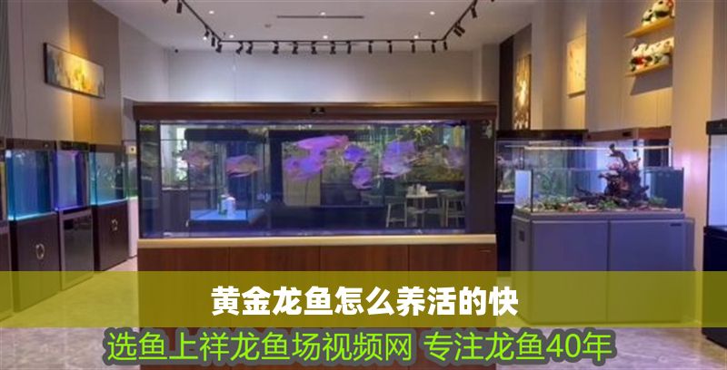 黃金龍魚怎么養(yǎng)活的快
