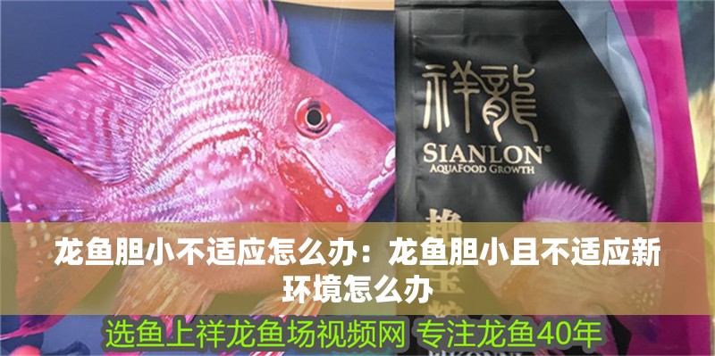 龍魚膽小不適應怎么辦：龍魚膽小且不適應新環境怎么辦 龍魚膽小不適應怎么辦：龍魚膽小且不適應新環境怎么辦 龍魚百科 第2張