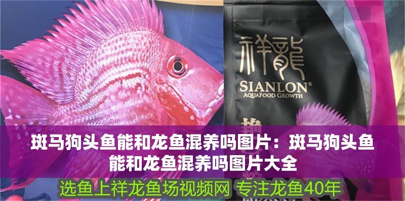 斑馬狗頭魚能和龍魚混養嗎圖片：斑馬狗頭魚能和龍魚混養嗎圖片大全