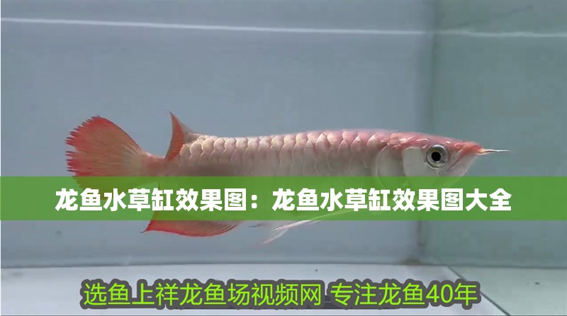 龍魚水草缸效果圖：龍魚水草缸效果圖大全
