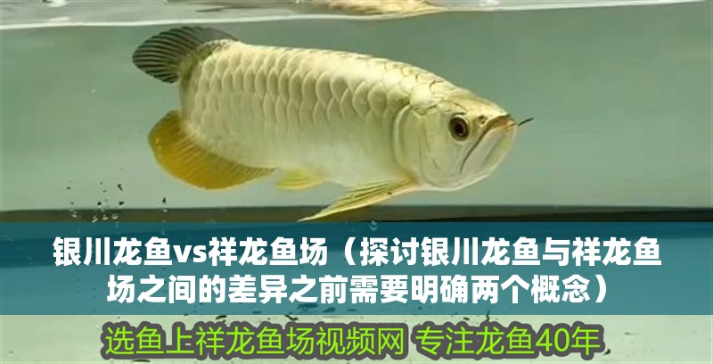 銀川龍魚vs祥龍魚場（探討銀川龍魚與祥龍魚場之間的差異之前需要明確兩個概念）