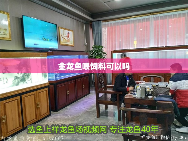 金龍魚喂飼料可以嗎 龍魚百科 第2張 金龍魚喂飼料可以嗎 金龍魚喂飼料可以嗎 龍魚百科 第2張