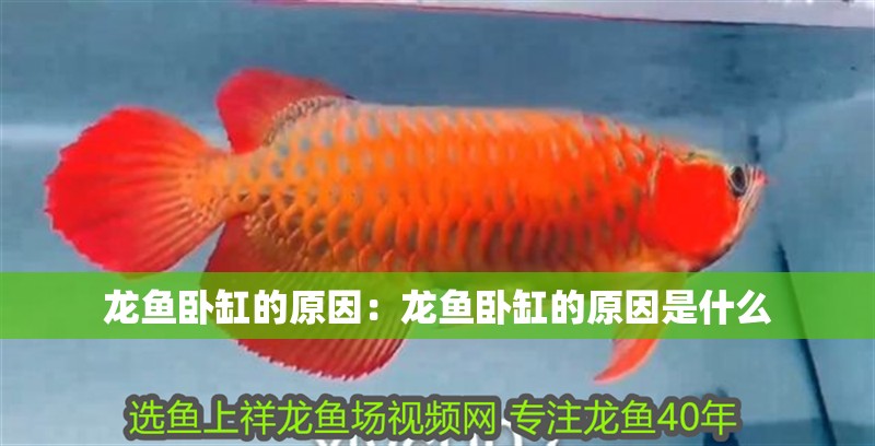 龍魚(yú)臥缸的原因：龍魚(yú)臥缸的原因是什么