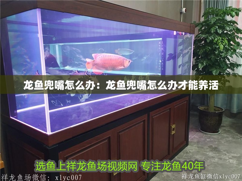 龍魚兜嘴怎么辦：龍魚兜嘴怎么辦才能養(yǎng)活