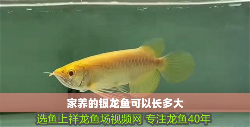 家養的銀龍魚可以長多大