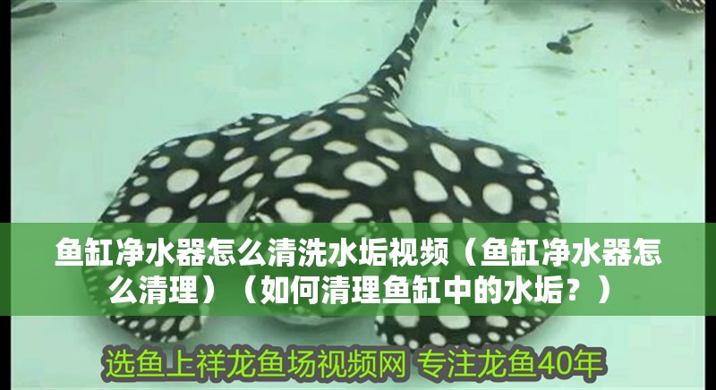 魚缸凈水器怎么清洗水垢視頻（魚缸凈水器怎么清理）（如何清理魚缸中的水垢？）