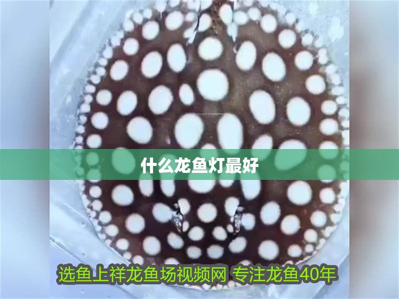 什么龍魚燈最好