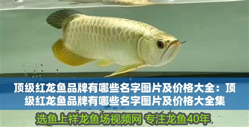 頂級紅龍魚品牌有哪些名字圖片及價格大全：頂級紅龍魚品牌有哪些名字圖片及價格大全集