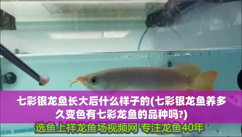 七彩銀龍魚長大后什么樣子的(七彩銀龍魚養多久變色有七彩龍魚的品種嗎?)