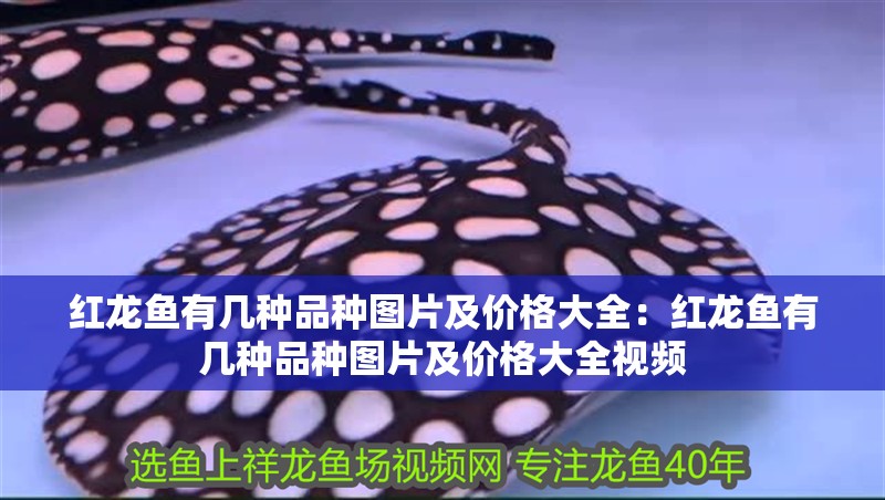 紅龍魚有幾種品種圖片及價格大全：紅龍魚有幾種品種圖片及價格大全視頻