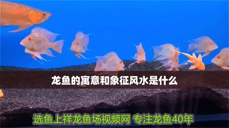 龍魚的寓意和象征風(fēng)水是什么