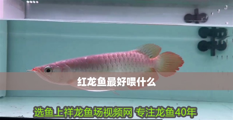 紅龍魚最好喂什么 紅龍魚最好喂什么 龍魚百科 第1張