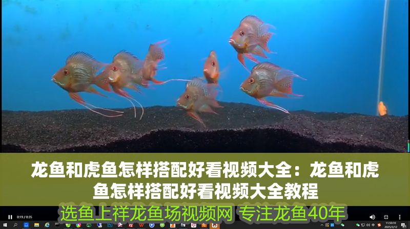 龍魚和虎魚怎樣搭配好看視頻大全：龍魚和虎魚怎樣搭配好看視頻大全教程