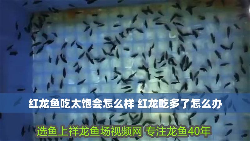 紅龍魚吃太飽會怎么樣 紅龍吃多了怎么辦