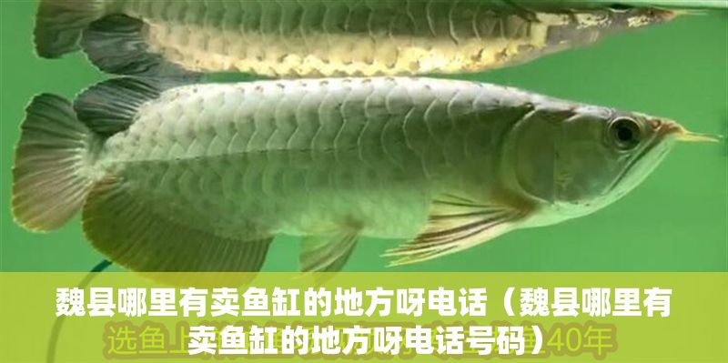 魏縣哪里有賣魚缸的地方呀電話（魏縣哪里有賣魚缸的地方呀電話號(hào)碼）
