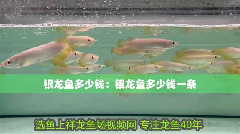 銀龍魚多少錢：銀龍魚多少錢一條