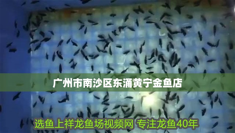 廣州市南沙區東涌黃寧金魚店