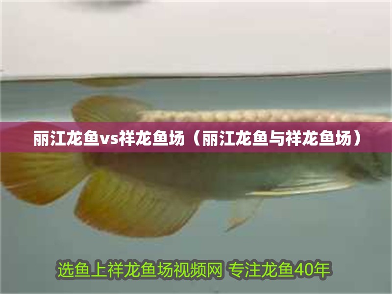 麗江龍魚vs祥龍魚場（麗江龍魚與祥龍魚場）