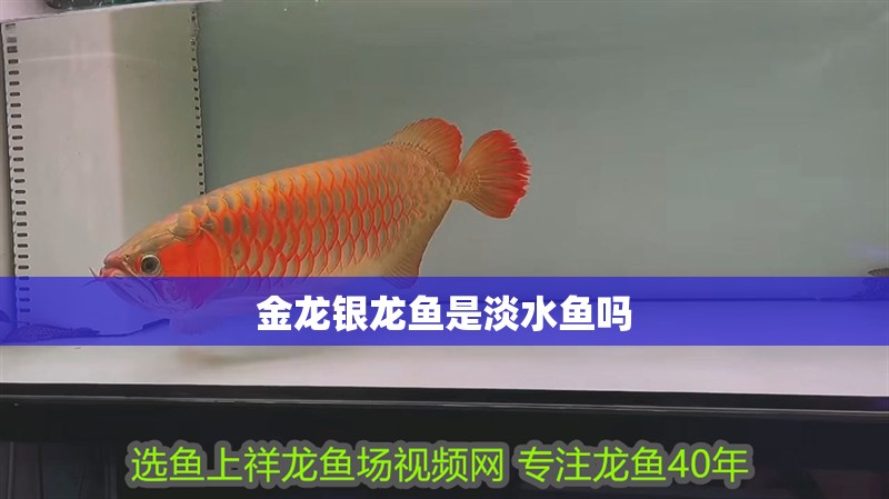 金龍銀龍魚(yú)是淡水魚(yú)嗎