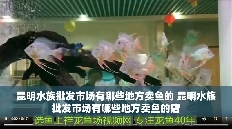 昆明水族批發市場有哪些地方賣魚的 昆明水族批發市場有哪些地方賣魚的店