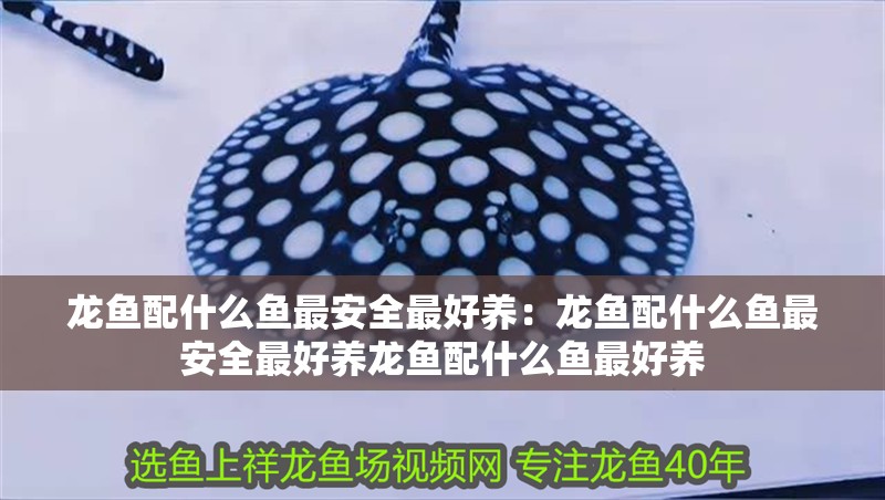 龍魚配什么魚最安全最好養：龍魚配什么魚最安全最好養龍魚配什么魚最好養