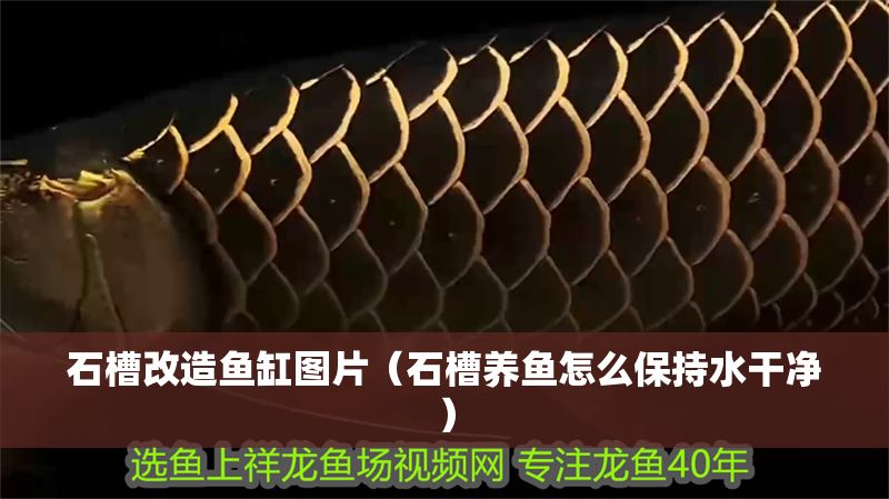 石槽改造魚缸圖片（石槽養魚怎么保持水干凈）