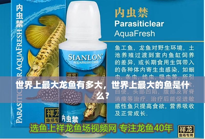 世界上最大龍魚有多大，世界上最大的魚是什么？